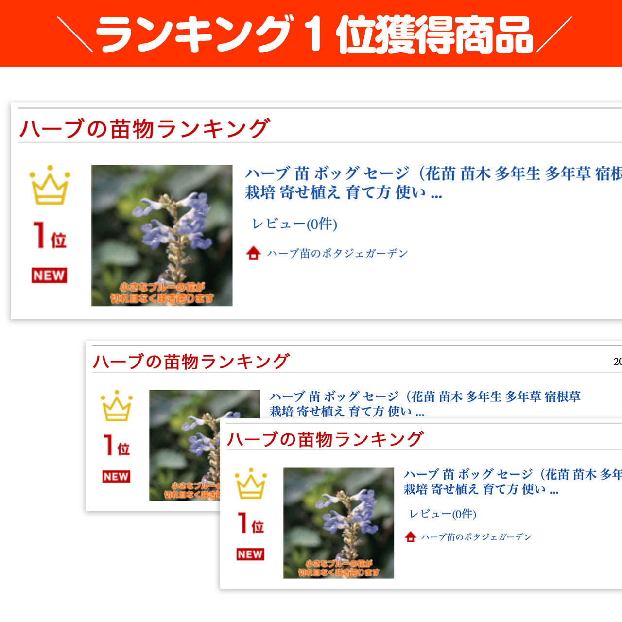 ハーブ 苗 ボックセージ 種類 栽培 ハーブティー ハーブガーデン 浄化 葉 花 ガーデニング 苗木 果樹 栽培キット Sage Boc ハーブ苗のポタジェガーデン 通販 Yahoo ショッピング