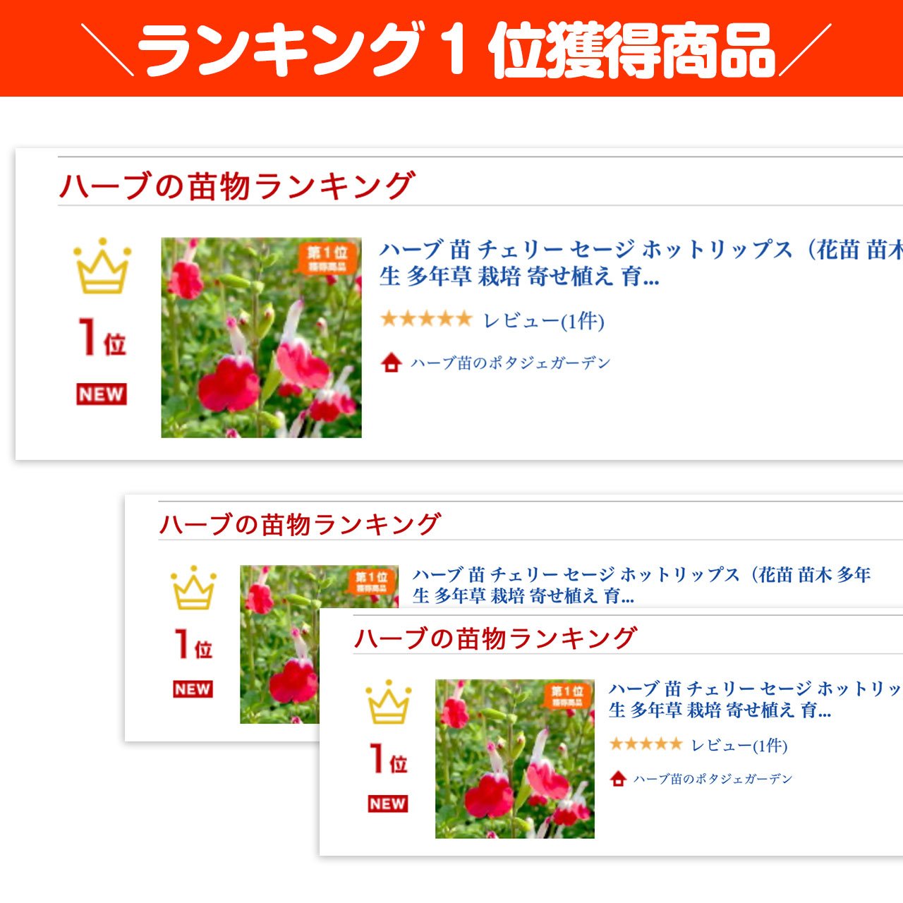 ハーブ 苗 チェリーセージ レッド 種類 栽培 ハーブティー ハーブガーデン 浄化 葉 花 ガーデニング 苗木 果樹 栽培キット Sage Cherry ハーブ苗のポタジェガーデン 通販 Yahoo ショッピング