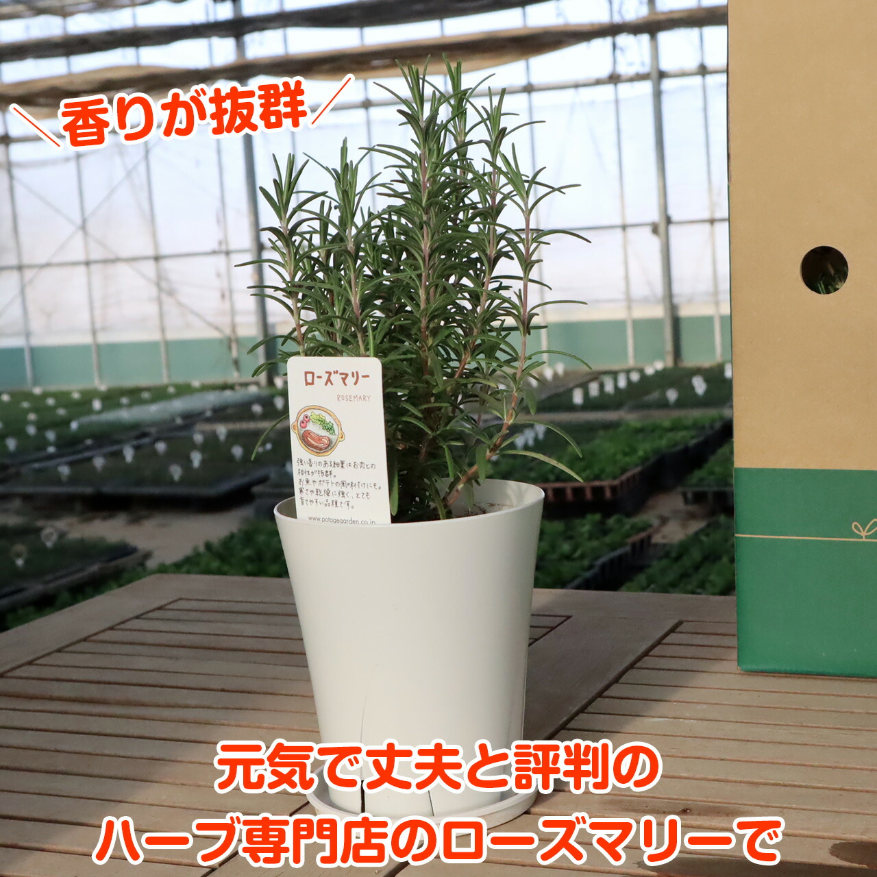 ハーブ 栽培キット 苗 ハーブガーデン プラ製プランター バジル ローズマリー セット 寄せ植え 送料無料 観葉植物 ハーブティー かわいい