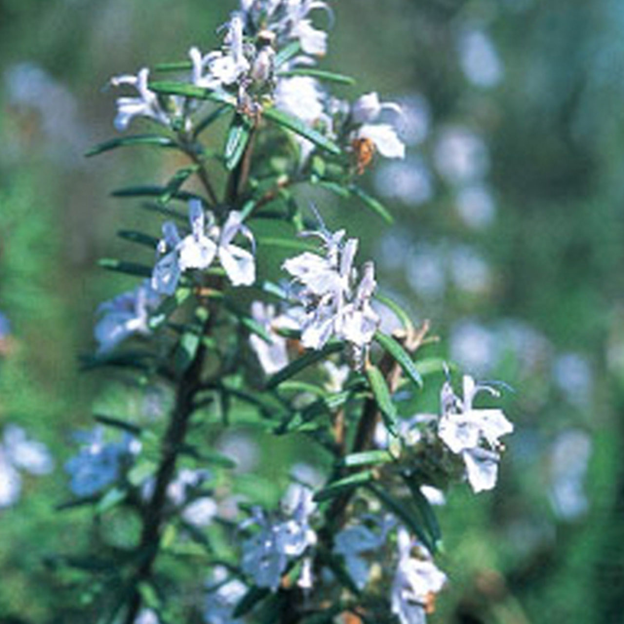 ハーブ 苗 ローズマリー ホワイト 種類 栽培 ハーブティー ハーブガーデン 花 茶 オイル プランター 育て方 栽培キット 花 ガーデニング Rosemary White ハーブ苗のポタジェガーデン 通販 Yahoo ショッピング