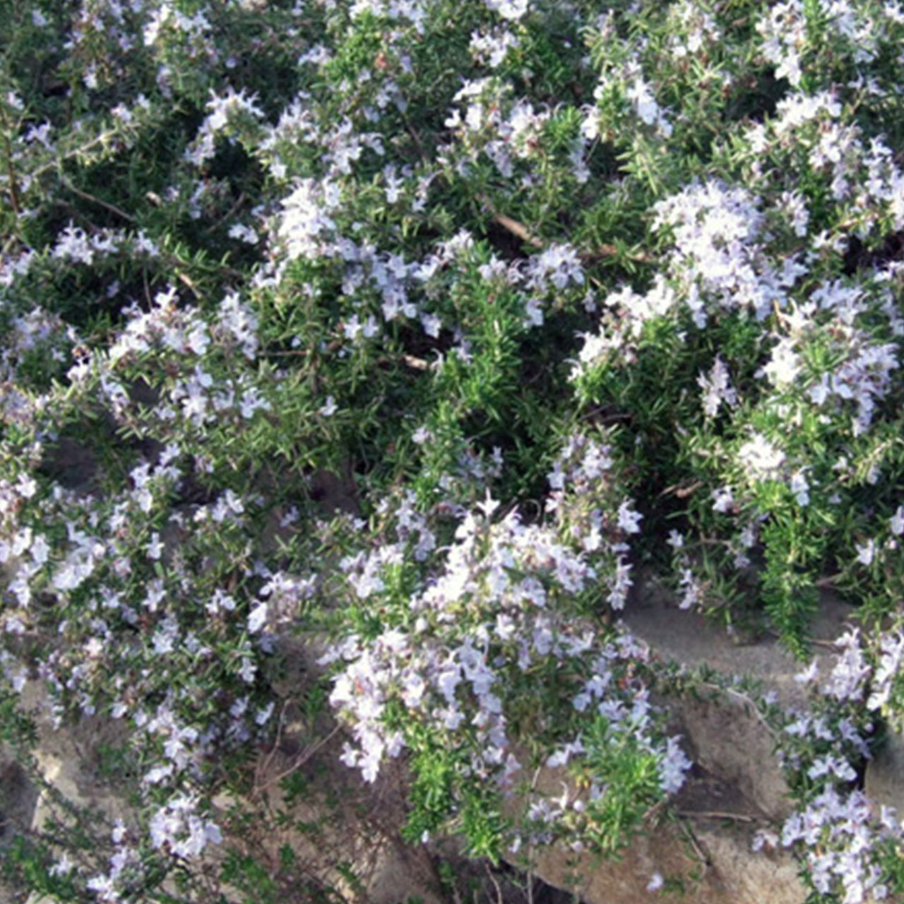 希少(ᵔᴥᵔ)♡白　ローズマリー　ホワイトガーデン　挿し穂枝（ハーブ　料理 希少(ᵔᴥᵔ)♡白 ローズマリー ホワイトガーデン 挿し穂枝（ハーブ