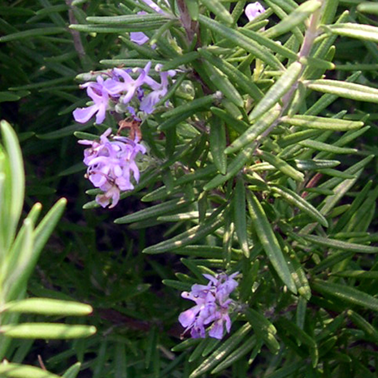 希少(ᵔᴥᵔ)♡白　ローズマリー　ホワイトガーデン　挿し穂枝（ハーブ　料理 ハーブ 苗 ローズマリー ウッド（種類 栽培 ハーブティー ハーブ