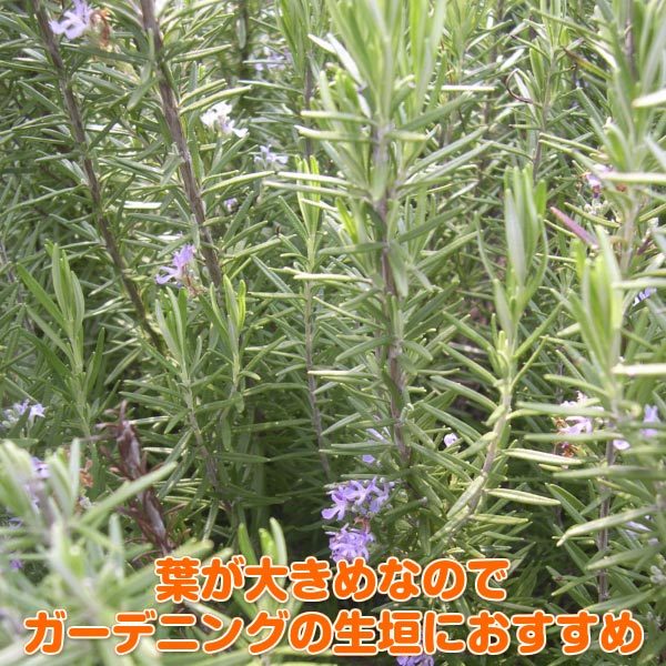 ハーブ 苗 ローズマリー ウッド 種類 栽培 ハーブティー ハーブガーデン 花 茶 オイル プランター 育て方 栽培キット 花 ガーデニング Rosemary Wood ハーブ苗のポタジェガーデン 通販 Yahoo ショッピング