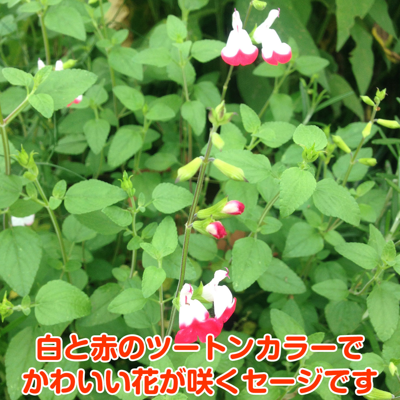 梅雨明け前のせーる！チェリーセージ ホットリップス 挿し穂10本 梅雨明け前のせーる！チェリーセージ ホットリップス 挿し穂10本