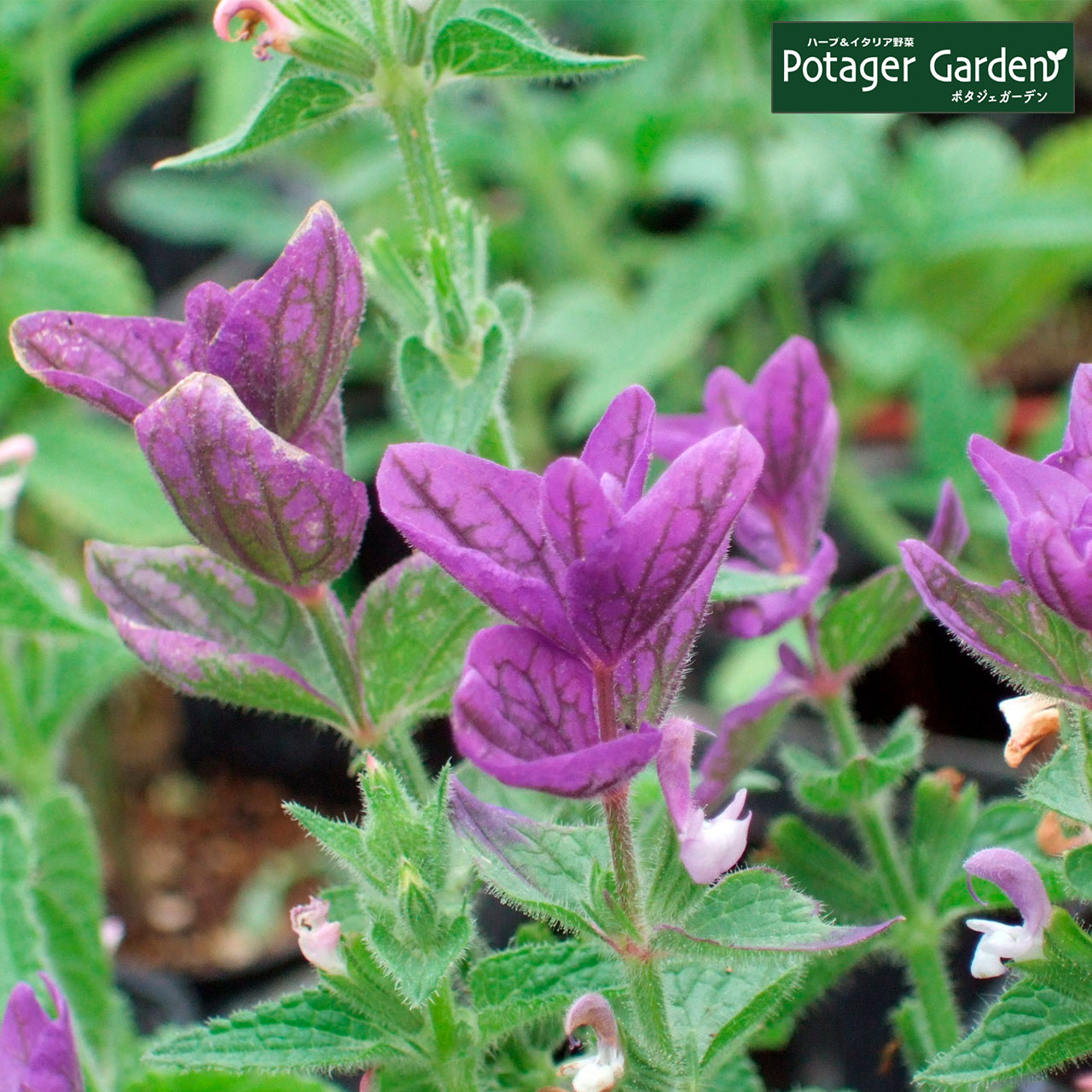 ハーブ 苗 ペインテッドセージ 紫 種類 栽培 ハーブティー ハーブガーデン 浄化 葉 花 ガーデニング 苗木 果樹 栽培キット Sage Painted2 ハーブ苗のポタジェガーデン 通販 Yahoo ショッピング