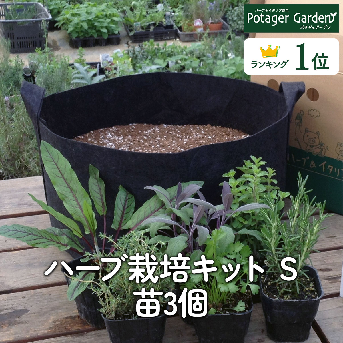 ハーブ 苗 5個（おまかせ 種類 栽培 ハーブティー ハーブ