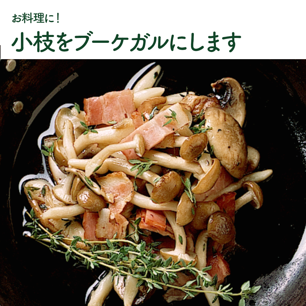 タイムの苗