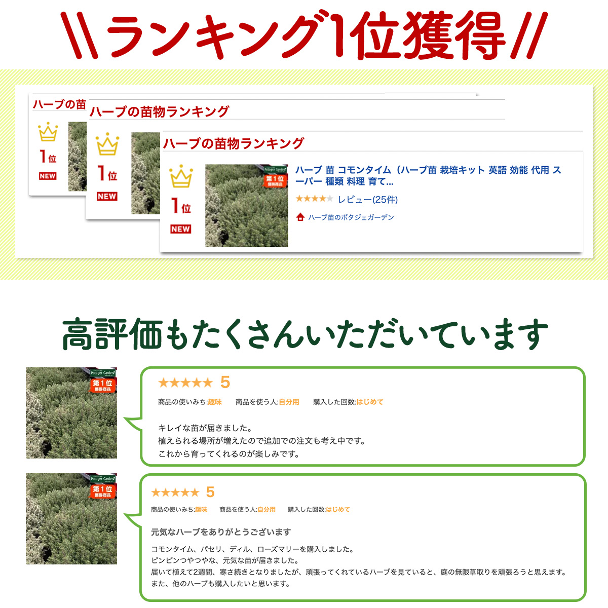 タイムの苗