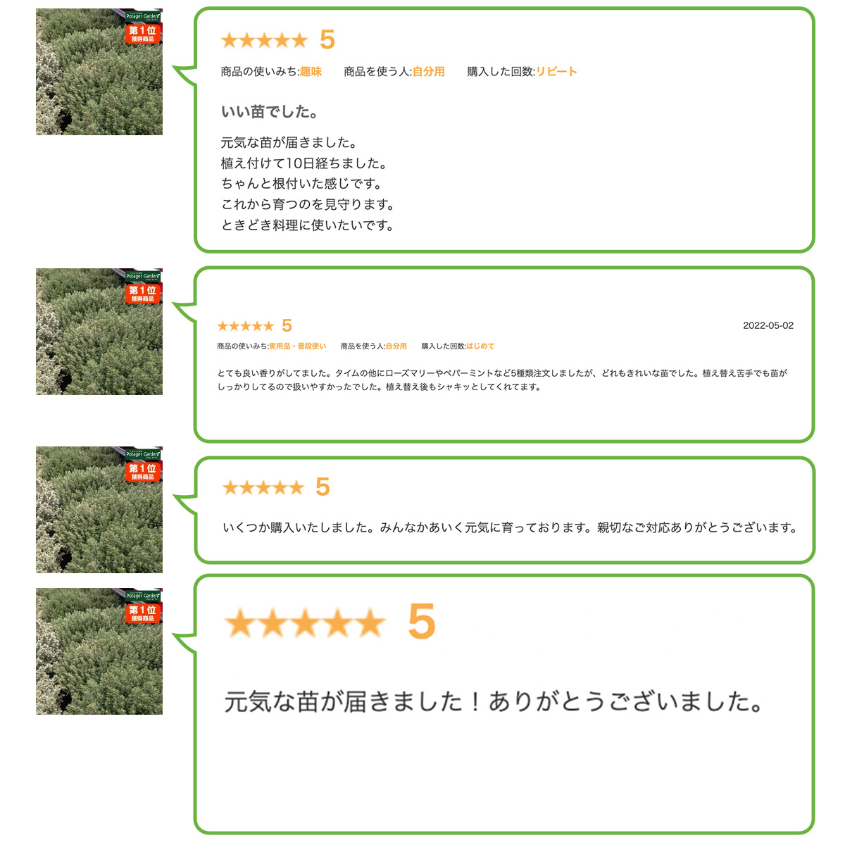 タイムの苗