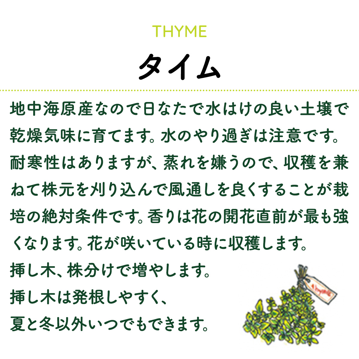 タイムの苗