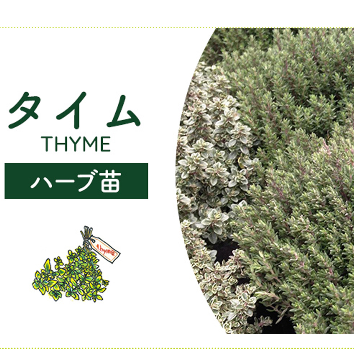 ハーブ栽培キット
