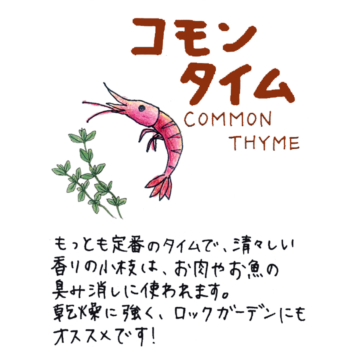 タイムの苗