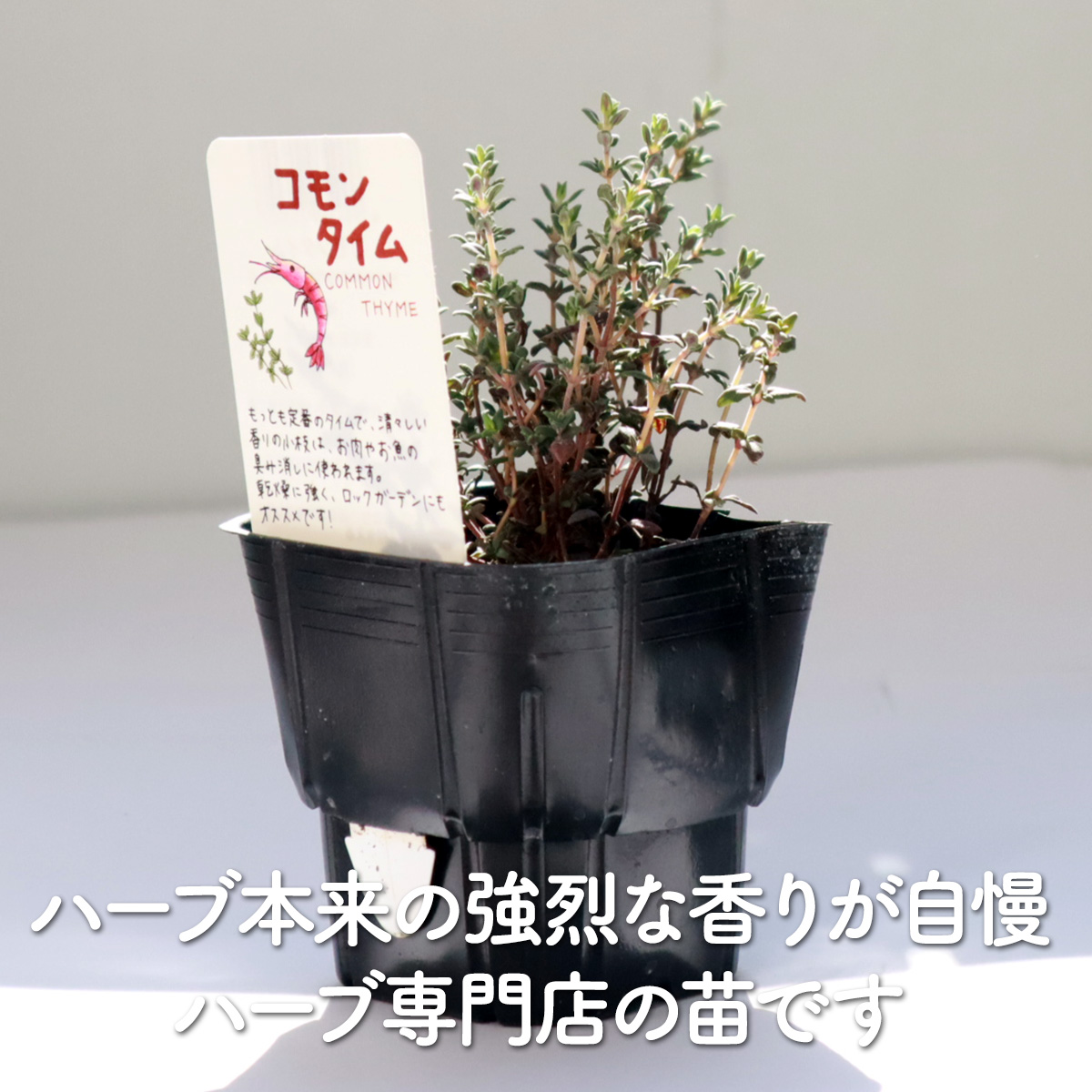 タイムの苗