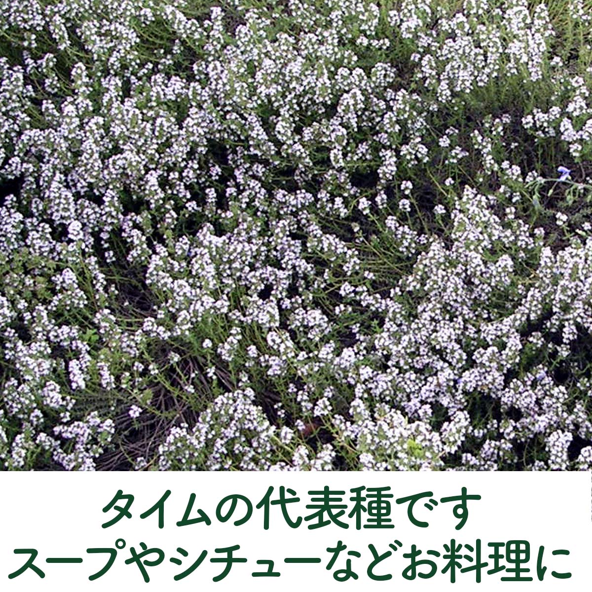 タイムの苗