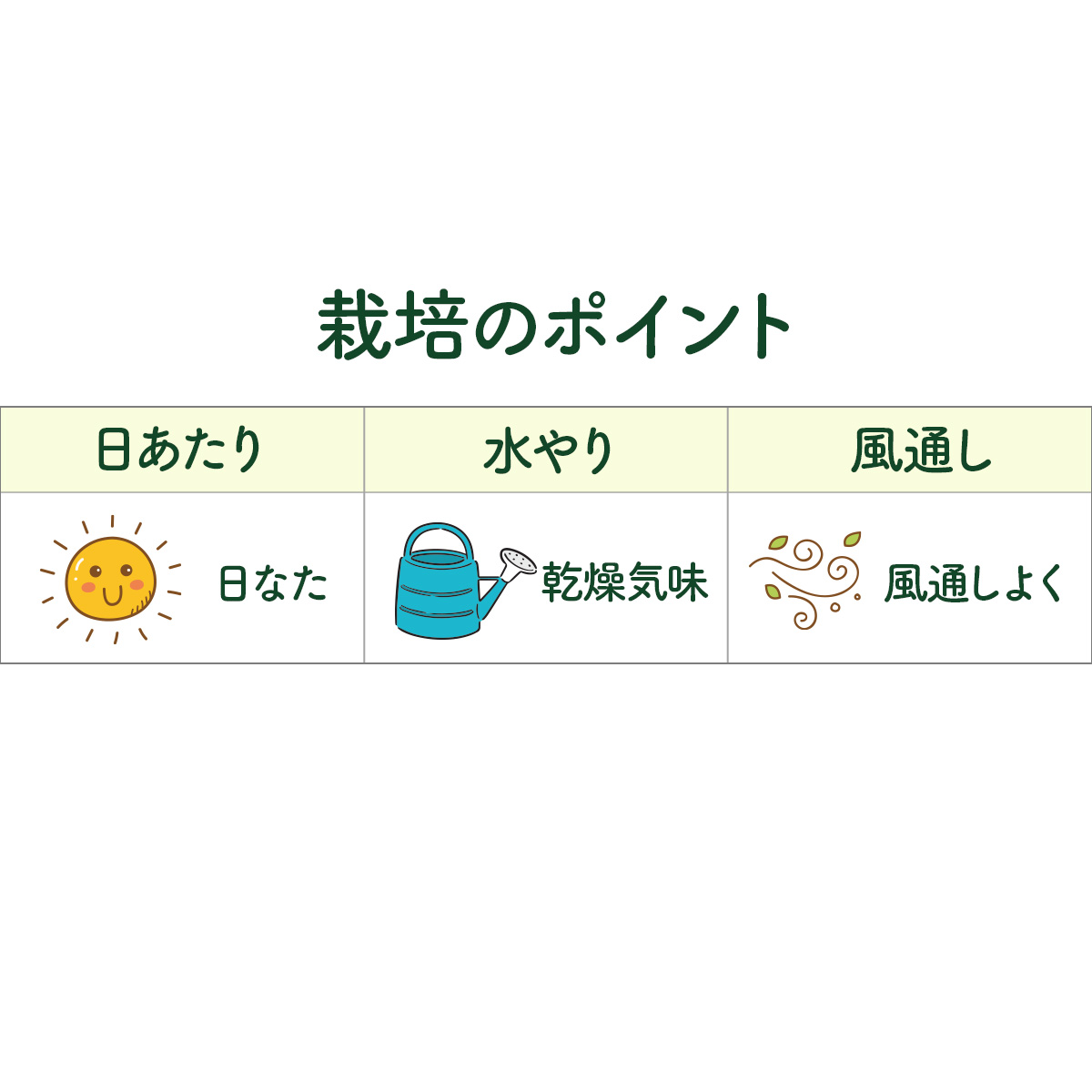 タイムの苗