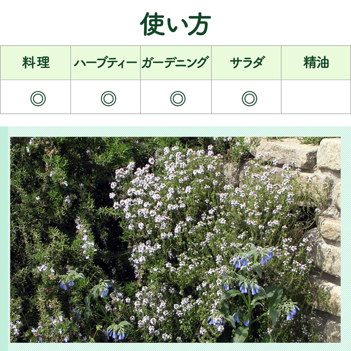 タイムの苗