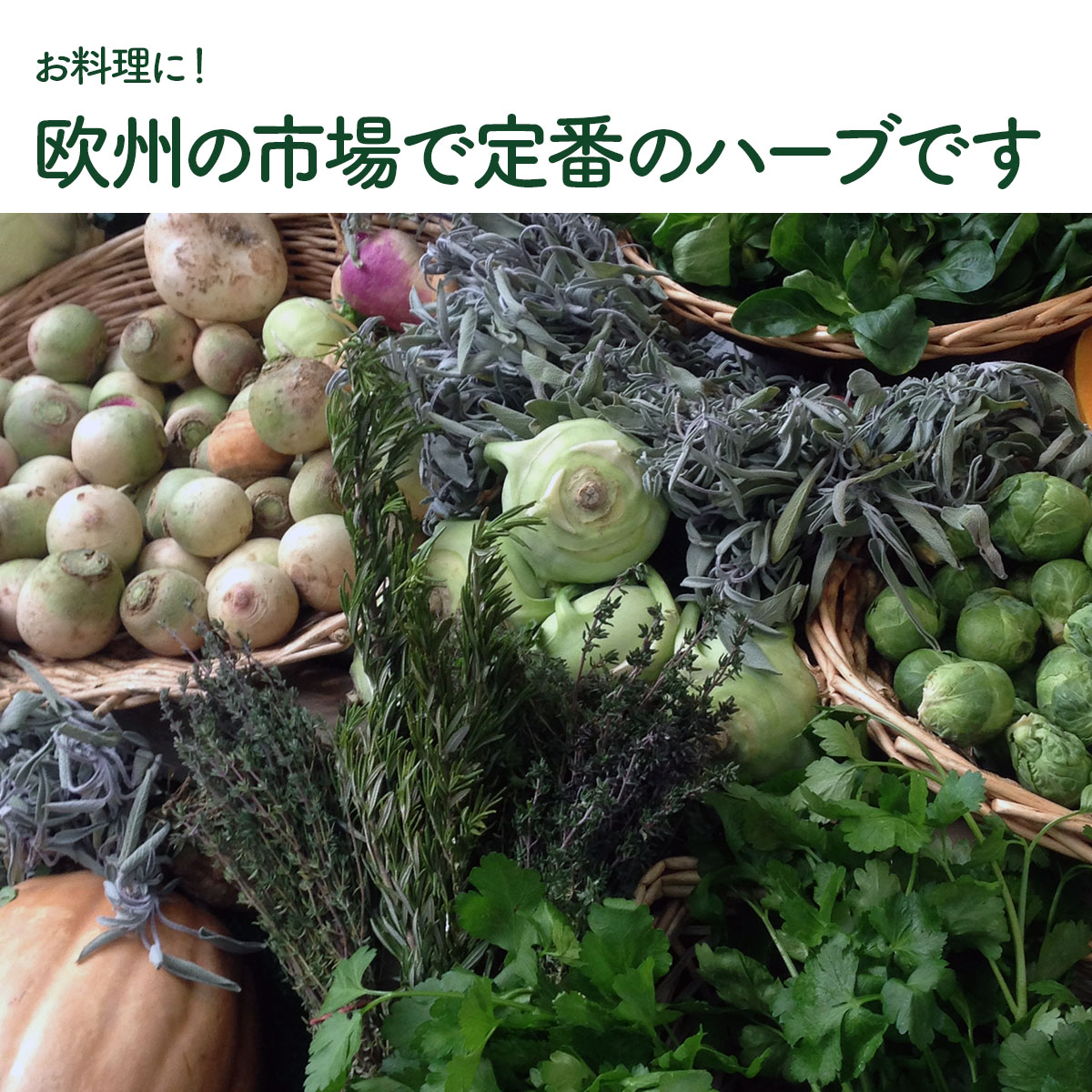 タイムの苗