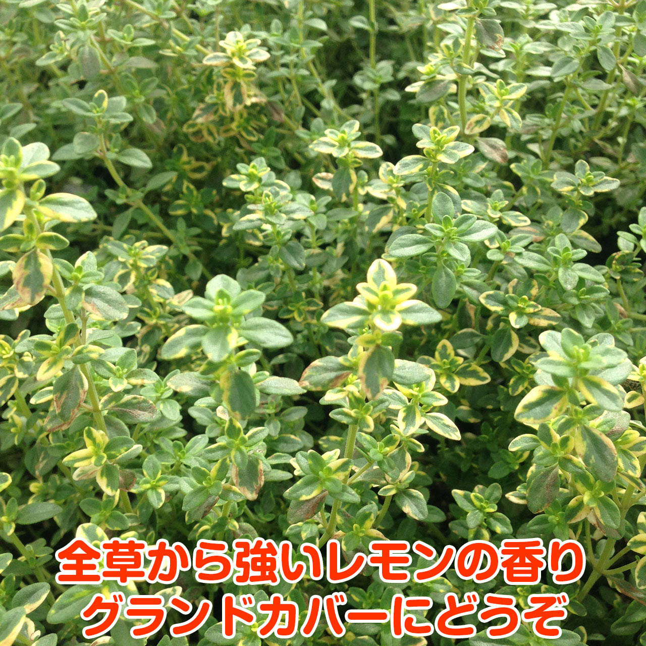 超ポイント祭 期間限定 観葉植物 ハーブマット タイム 白 ２５ ２５ｃｍ １枚 家庭菜園 Riosmauricio Com