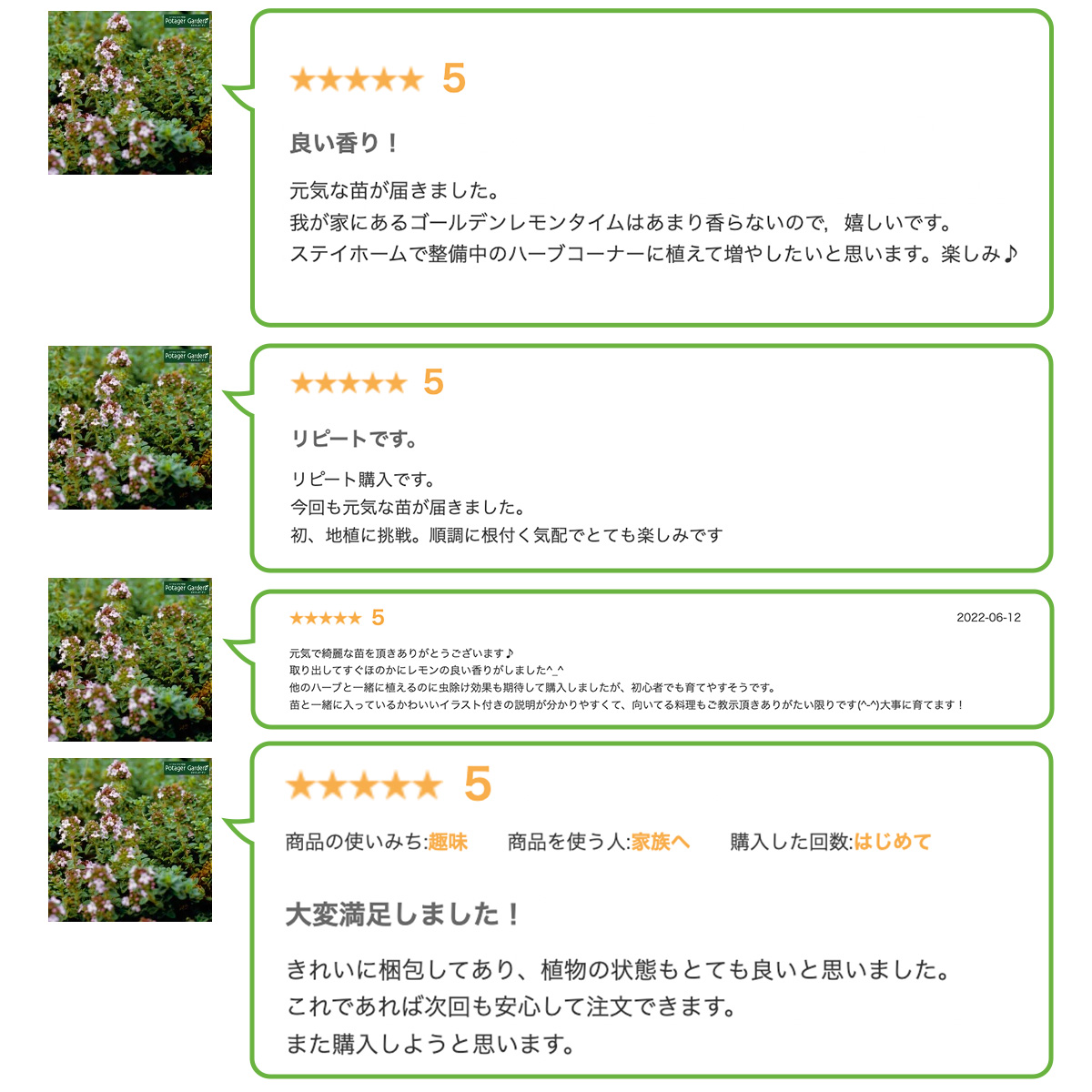 ハーブ 苗 セット レモンタイム15個（種類 栽培 ハーブティー ハーブ