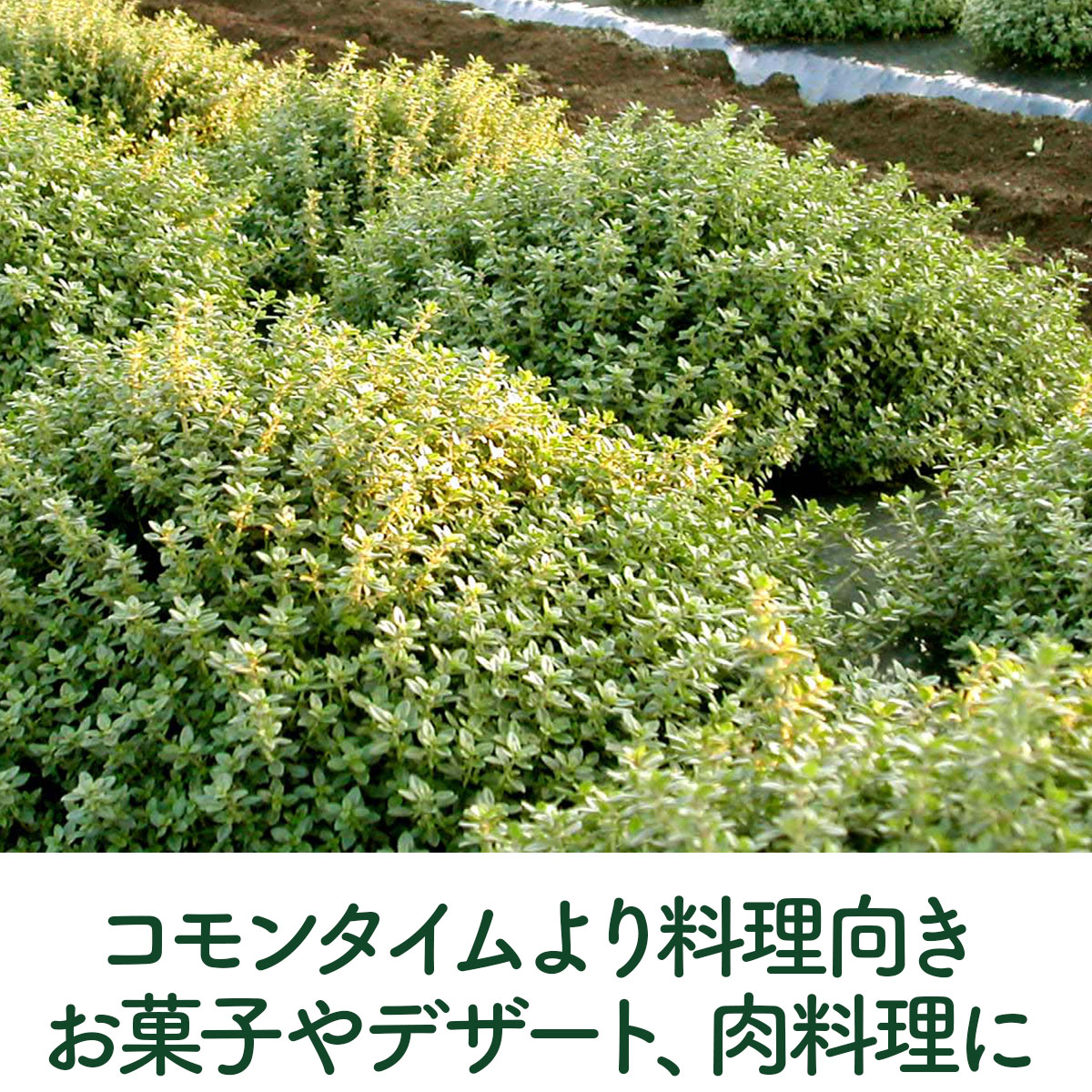 ハーブ 苗 セット レモンタイム15個（種類 栽培 ハーブティー ハーブ
