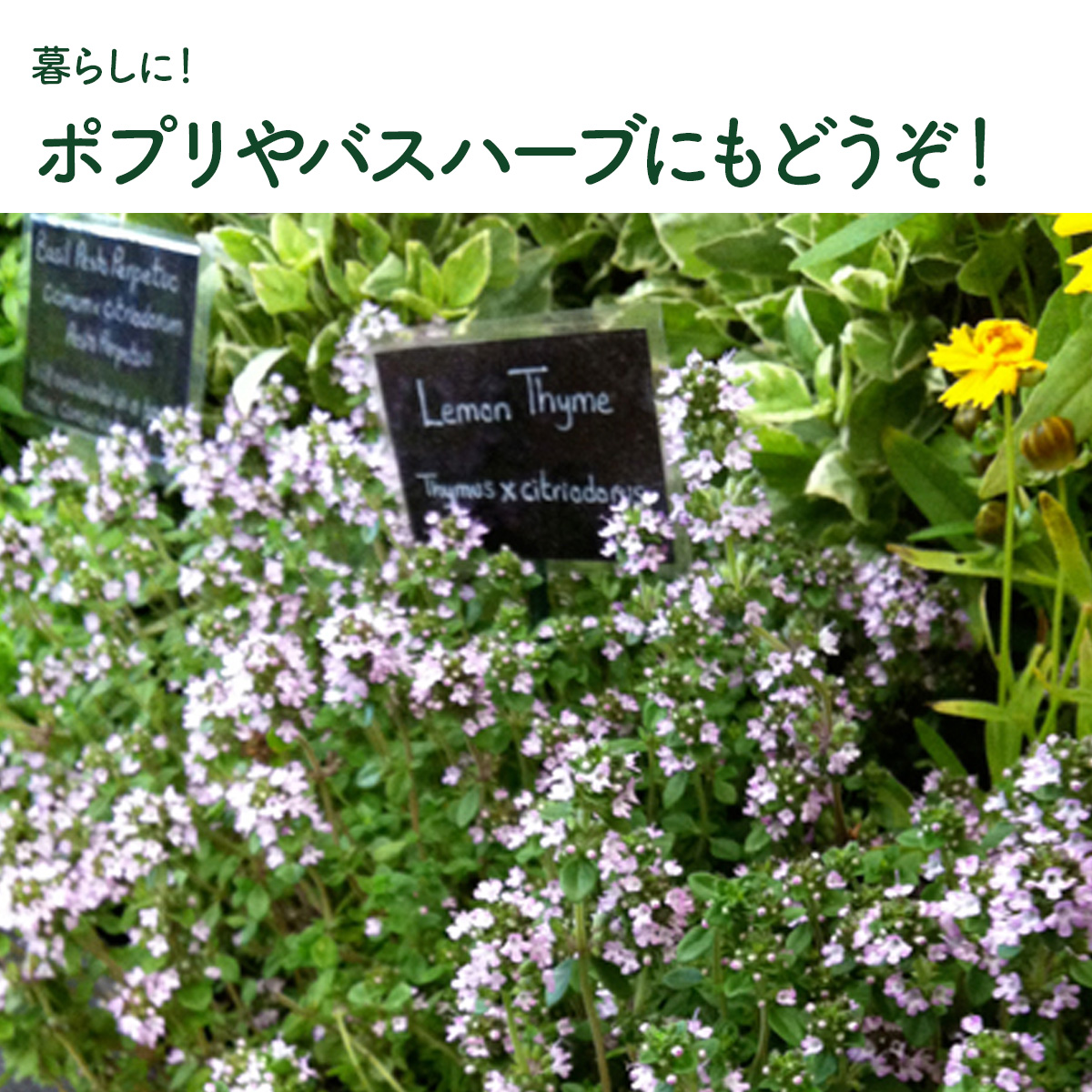 ハーブ 苗 セット レモンタイム15個（種類 栽培 ハーブティー ハーブ