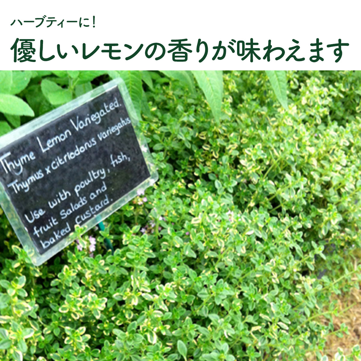 ハーブ 苗 セット レモンタイム15個（種類 栽培 ハーブティー ハーブ