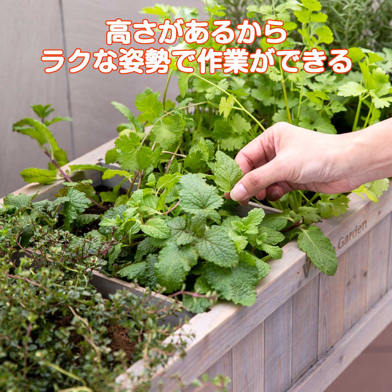 レイズドベッド ハーブプランター スリム（タカショー 植木鉢 鉢 おしゃれ 家庭菜園 大型 野菜 丸 置くだけ 室内 プランター菜園 花 土 サイズ  木製） : wk-08f : ハーブ苗のポタジェガーデン - 通販 - Yahoo!ショッピング