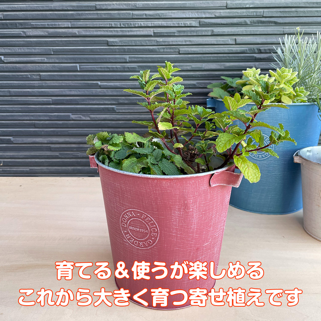 市場 ハーブ 寄せ植え 苗2個 かわいい ハーブの寄せ植え 育てる で選ぶ 使う テーマ S ブリキプランター DONNA セット 苗 ハーブティー 白