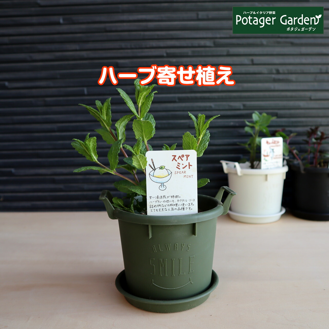 ハーブ 栽培キット セット ローズマリー 観葉植物 苗 かわいい 送料無料 プラ製プランター ハーブガーデン 寄せ植え ハーブティー バジル