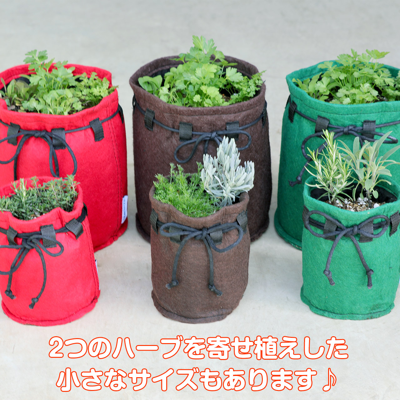 ハーブ栽培キット