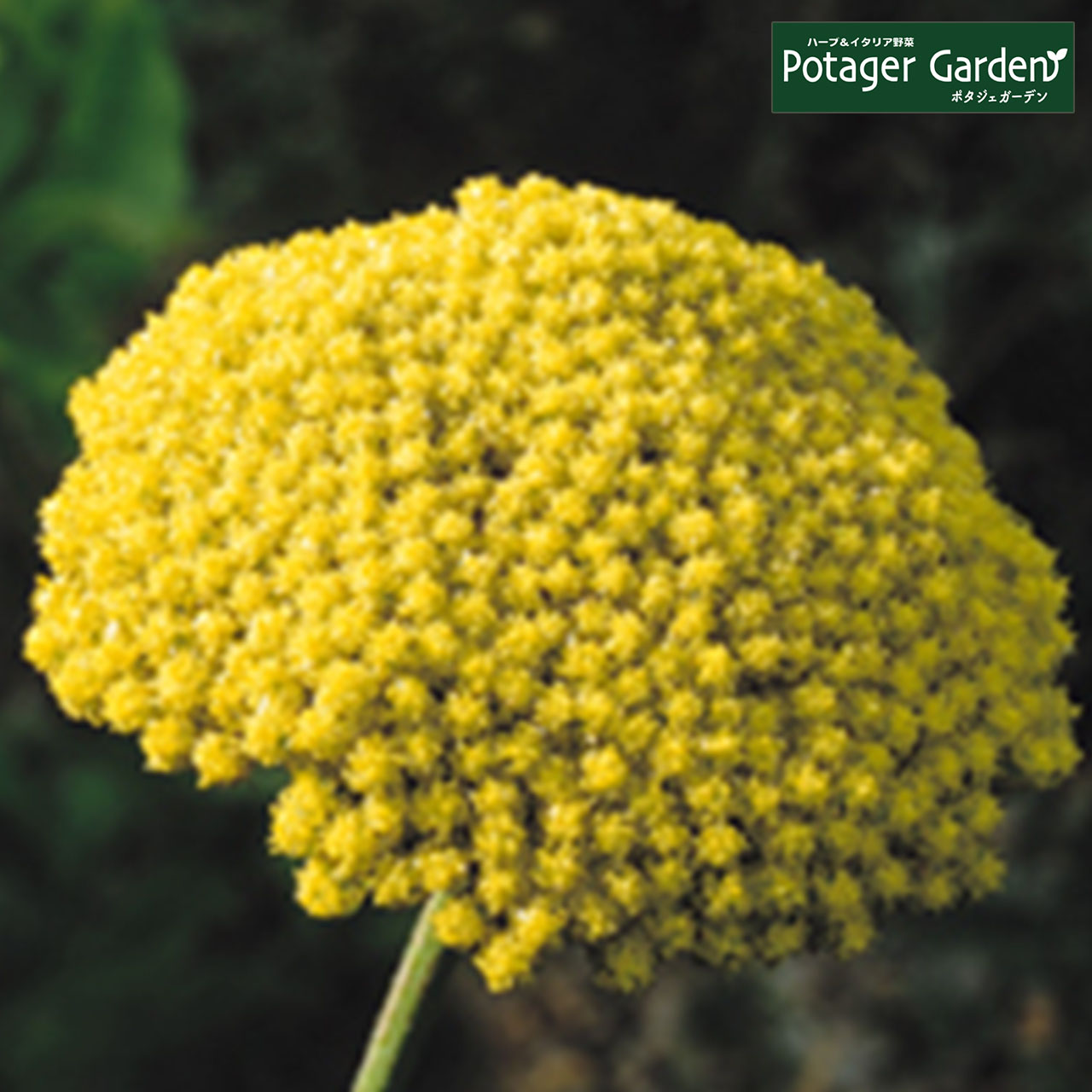 ハーブ 苗 ヤローイエロー 種類 栽培 ハーブティー ハーブガーデン プランター 育て方 栽培キット 花 ガーデニング おしゃれ Yarrow Yellow ハーブ苗のポタジェガーデン 通販 Yahoo ショッピング