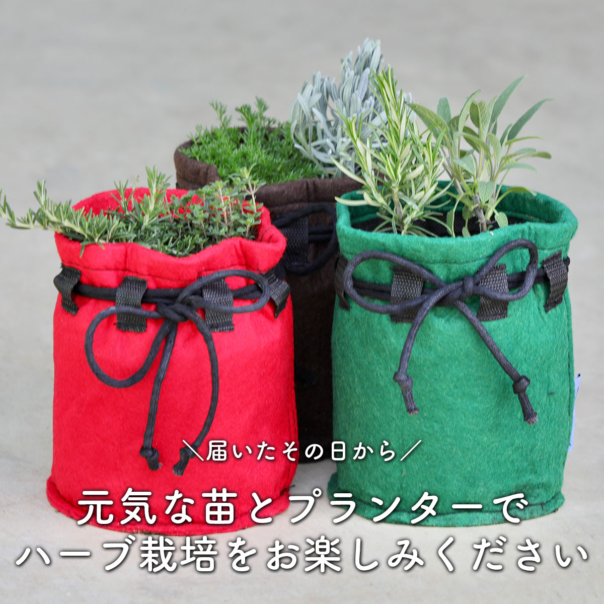 寄せ鉢