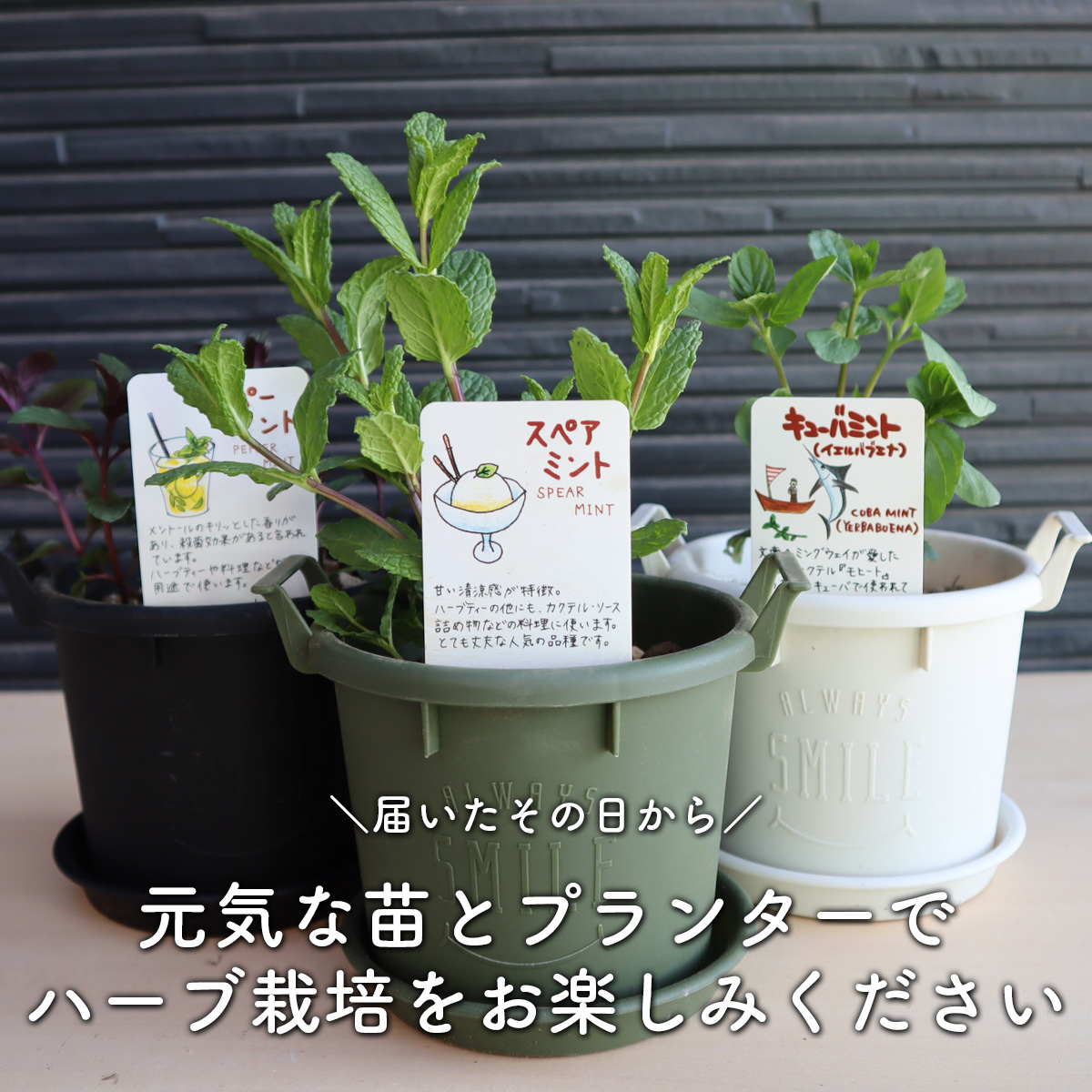 寄せ鉢