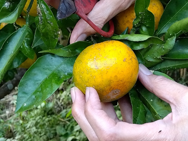 早生わせみかん 2kg 農薬 肥料 除草剤不使用 朝採り即日発送 田口温州