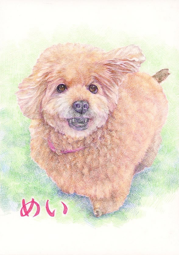 ねこの似顔絵、額入り　リアル　似顔絵、ペット肖像画、似顔絵、お祝い　ギフト 楽天市場】【額縁無料】＼幸福 金亀 プレゼント／ペット 似顔絵