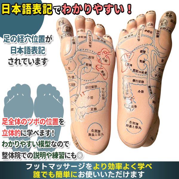 足つぼ 模型 足裏 反射区 日本語 表記 マッサージ ツボ押し 両足 左右