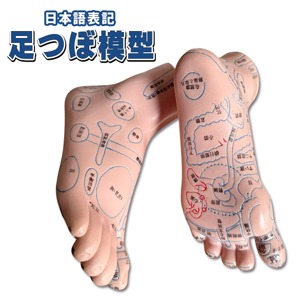 足つぼ 模型 足裏 反射区 日本語 表記 マッサージ ツボ押し 両足 左右