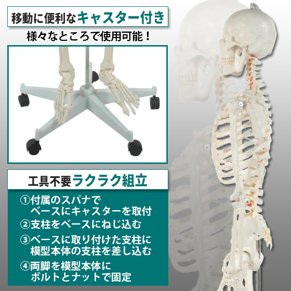 脊椎 模型のおすすめ人気商品一覧 通販 - Yahoo!ショッピング