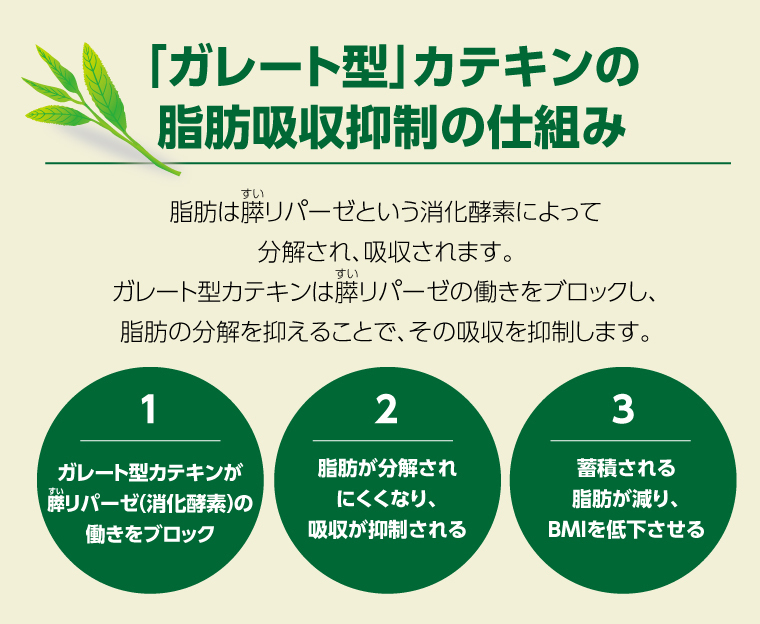 カテキン減肥緑茶4