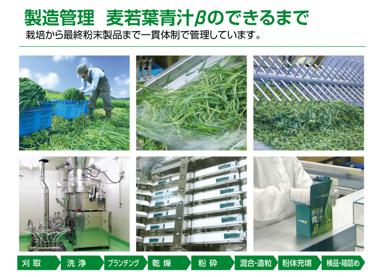 麦若葉青汁β