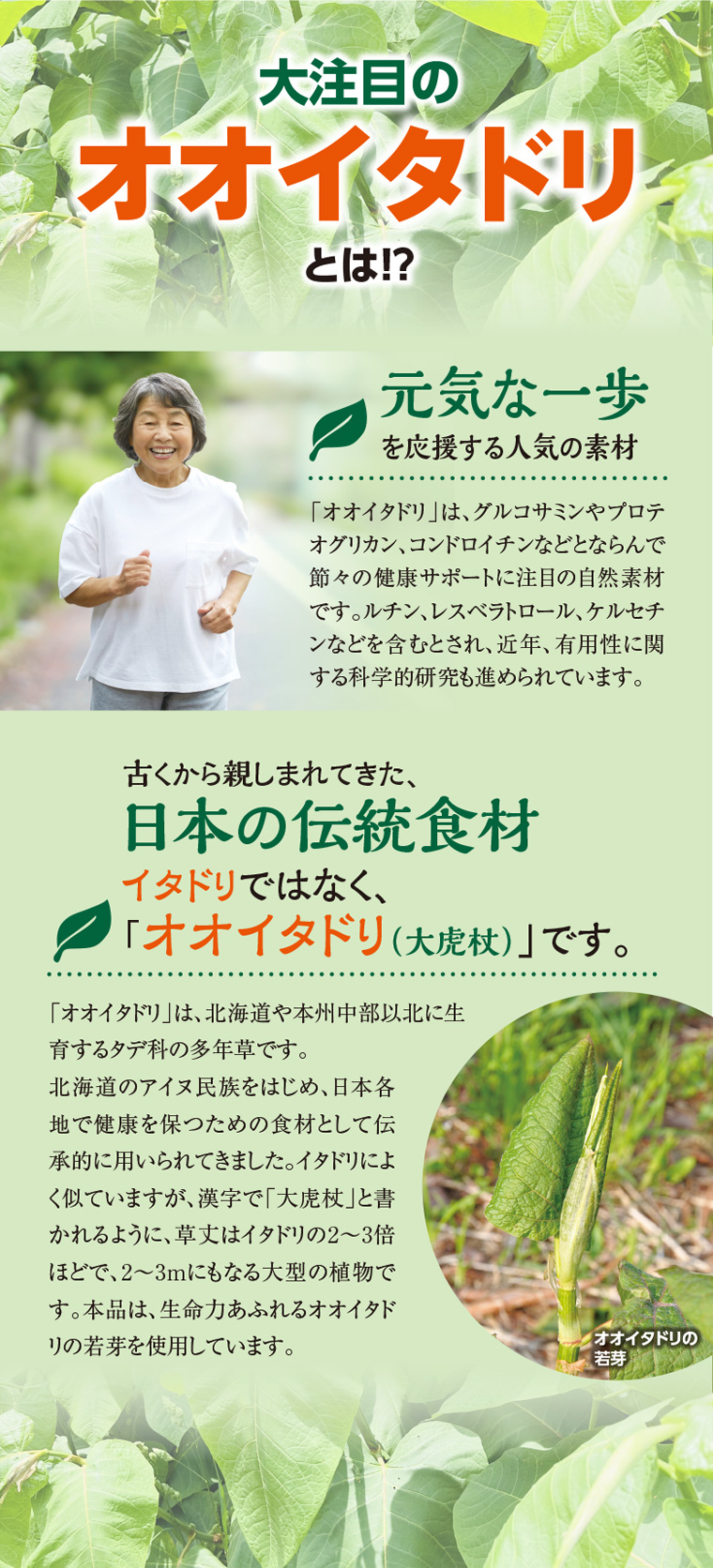 大注目のオオイタドリとは