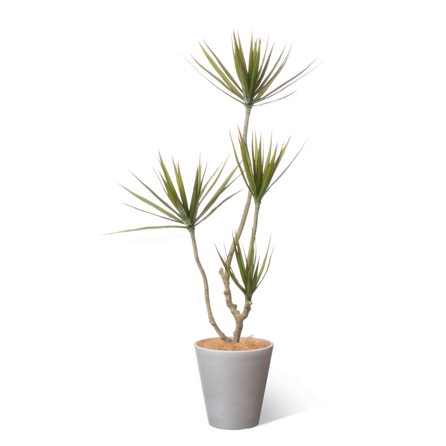 SALE】【公式】ドラセナ PCプランター H125cm 観葉植物 フェイク