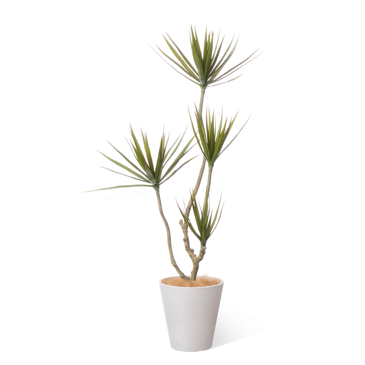 SALE】【公式】ドラセナ PCプランター H125cm 観葉植物 フェイク