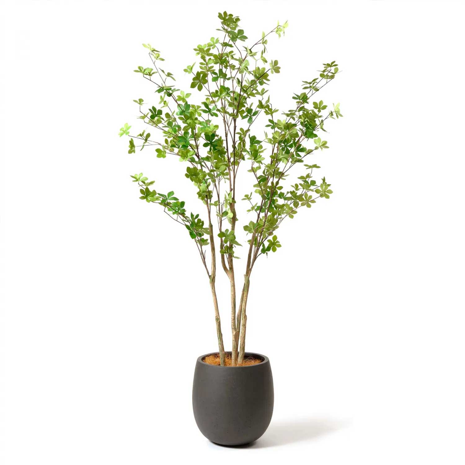 公式】ドウダンツツジ エッグポット H160cm 観葉植物 フェイクグリーン