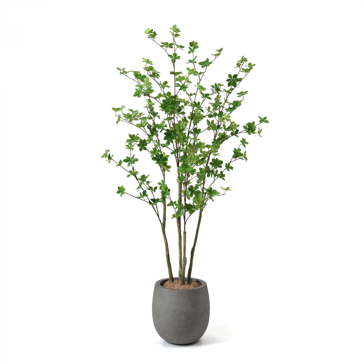 その他観葉植物 hrk30 g46047]Suavis 光触媒人工植物 カポック斑入り1.2m 観葉植物 | 家具