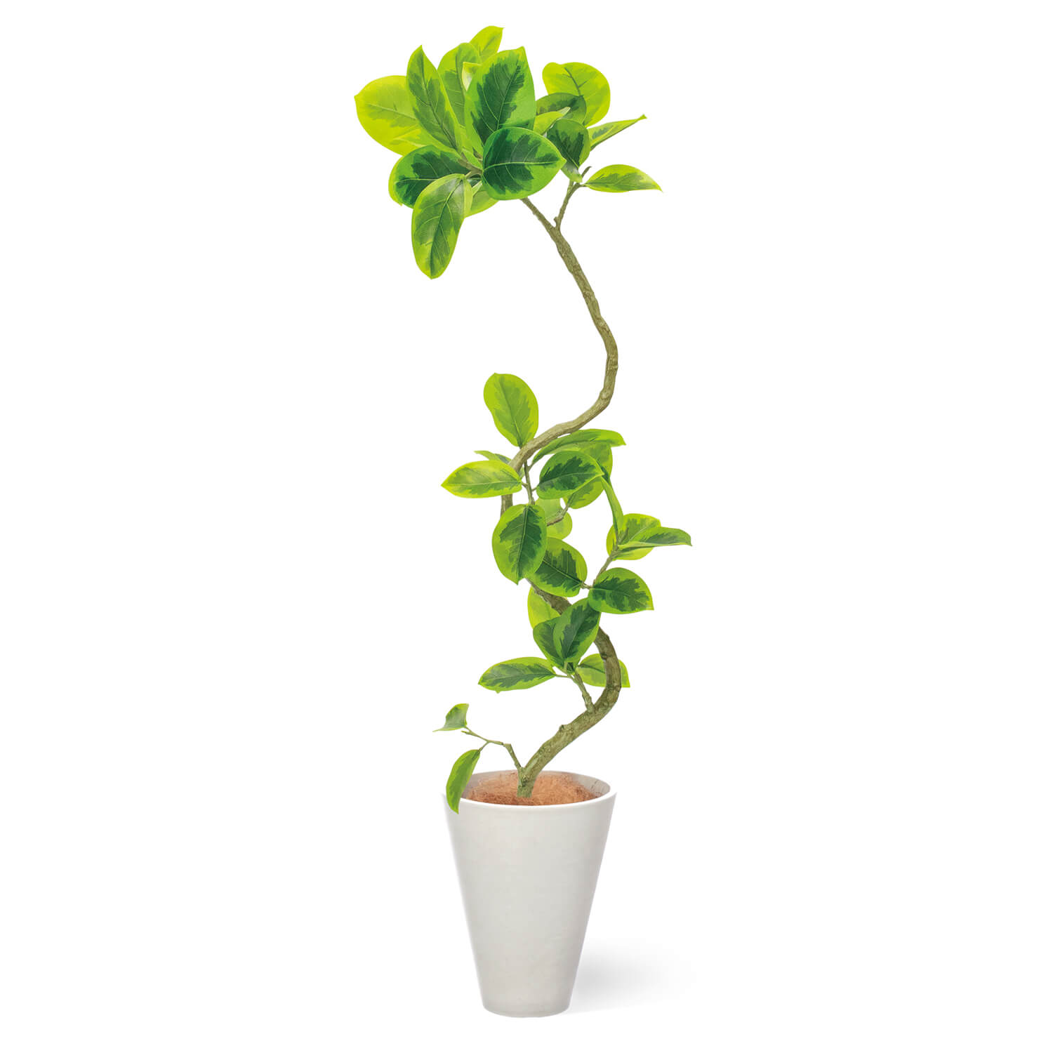 フィカス・アルテシマ 約150cm　神奈川県辻堂、茅ケ崎、平塚にて受け渡し フィカス・アルテシマ 約150cm 神奈川県辻堂、茅ケ崎、平塚にて受け渡し