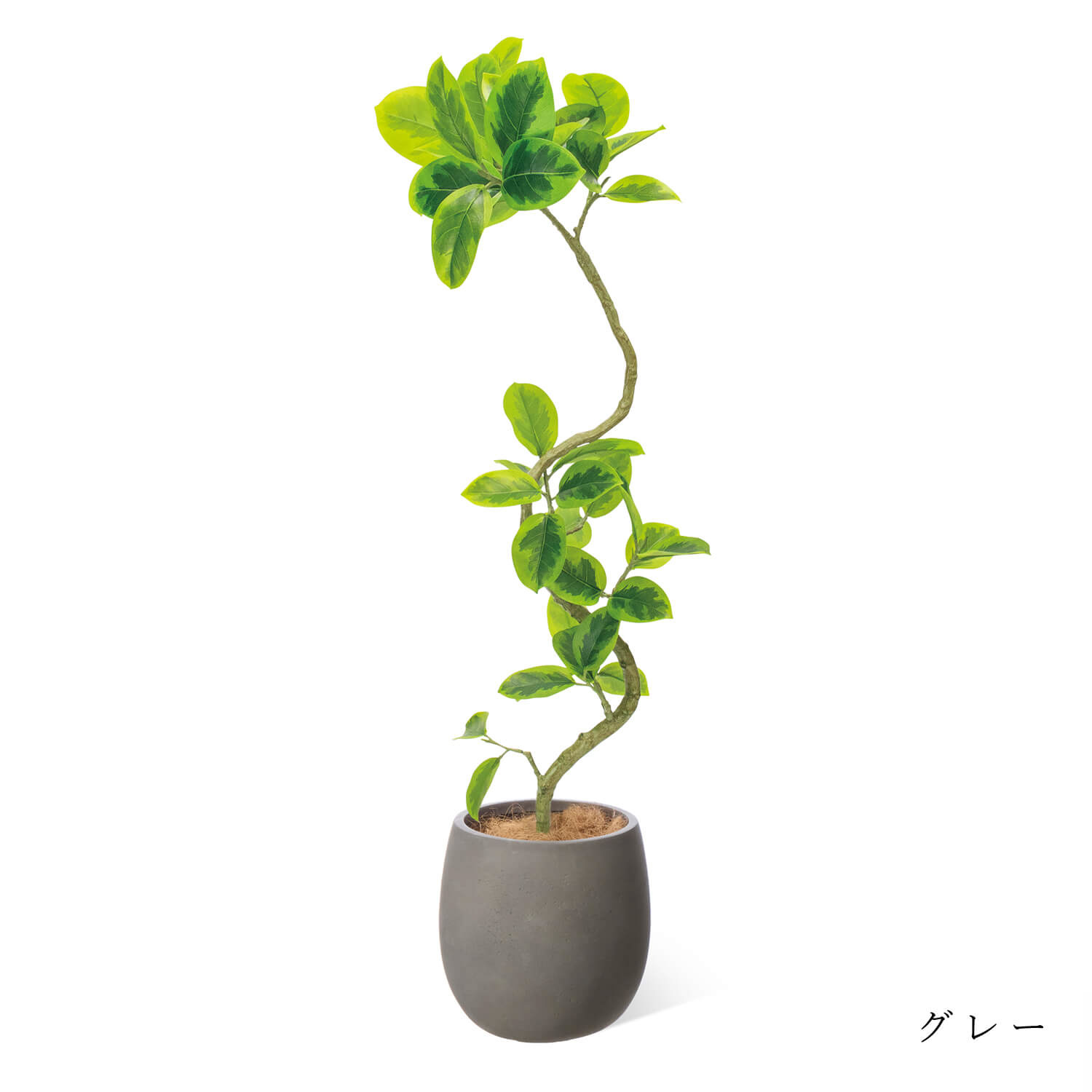 公式】フィカスアルテシマ 斑入り エッグポット H130cm 観葉植物