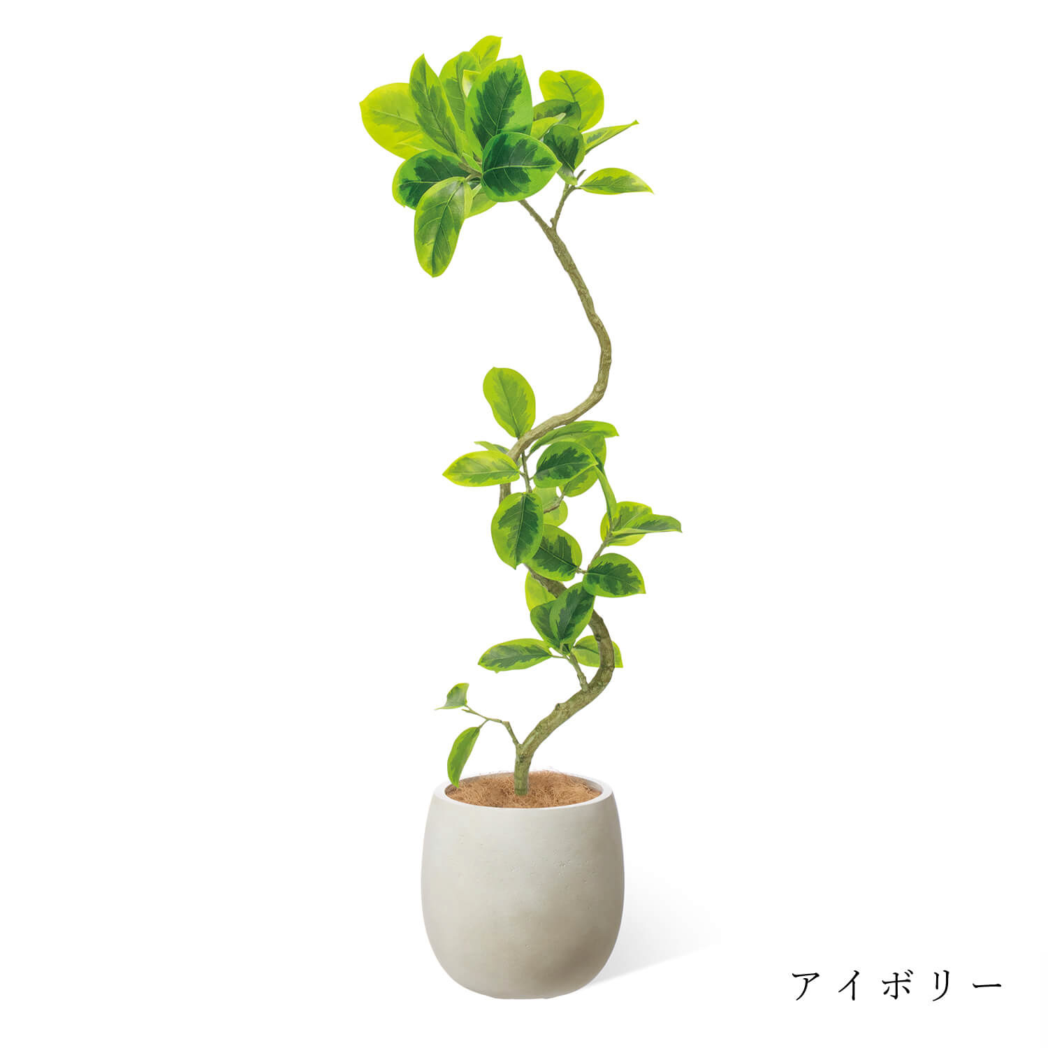 その他観葉植物 mania 公式】フィカスアルテシマ 斑入り エッグポット H130cm 観葉植物