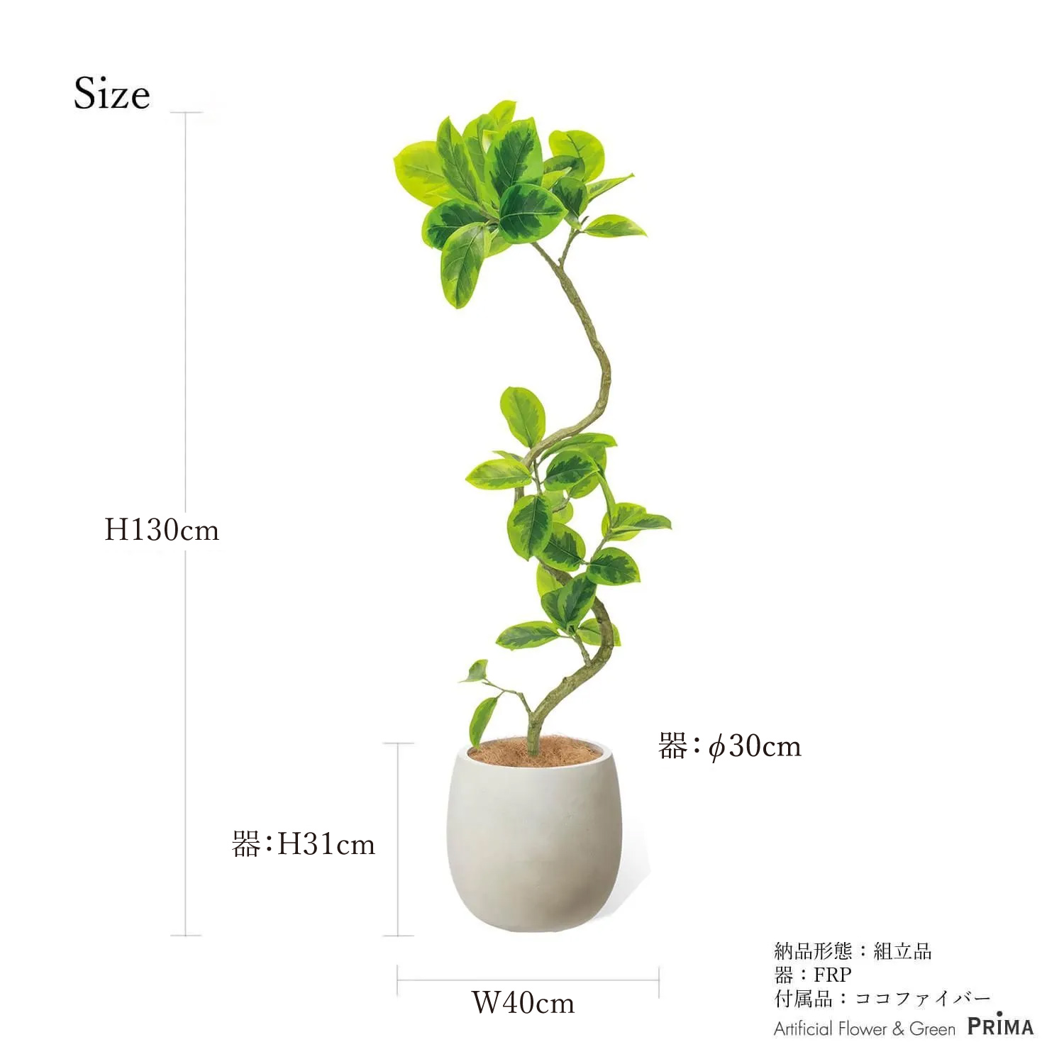 公式】フィカスアルテシマ 斑入り エッグポット H130cm 観葉植物