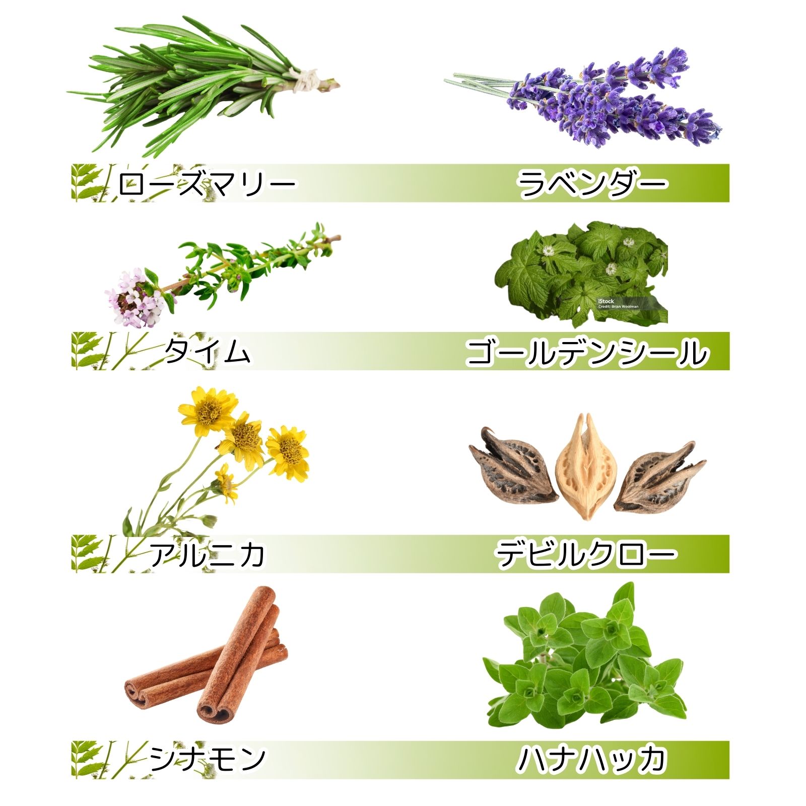 正規品）MSMクリーム 120ml ハーブの香り マッサージクリーム MSM